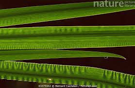 Attēlu rezultāti vaicājumam “Acorus calamus leaf”