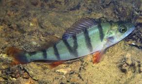 Attēlu rezultāti vaicājumam “Perca fluviatilis”