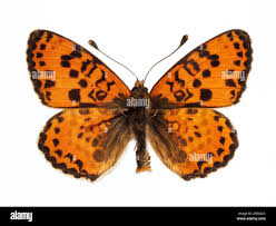Attēlu rezultāti vaicājumam “Melitaea didyma male”