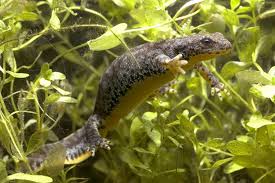 Attēlu rezultāti vaicājumam “Triturus vulgaris female”