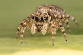 Attēlu rezultāti vaicājumam “Salticidae”