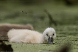 Attēlu rezultāti vaicājumam “Cygnus olor juvenile”