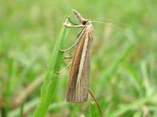 Attēlu rezultāti vaicājumam “Agriphila selasella”