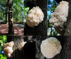 Attēlu rezultāti vaicājumam “Hericium coralloides”