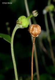 Attēlu rezultāti vaicājumam “Moneses uniflora flower”