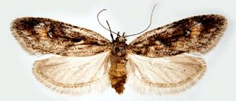 Attēlu rezultāti vaicājumam “Semioscopis oculella”