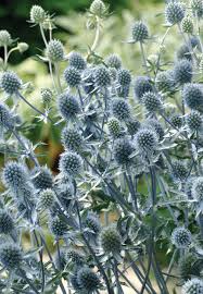 Image result for Eryngium `Blue Hobbit`