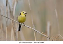 Attēlu rezultāti vaicājumam “Motacilla citreola male”