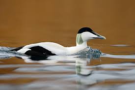 Attēlu rezultāti vaicājumam “Somateria mollissima male”