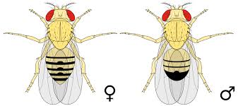 Attēlu rezultāti vaicājumam “Drosophila melanogaster”