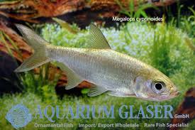 Image result for Megalops atlanticus