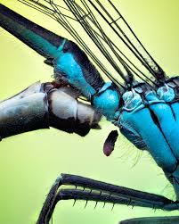 Attēlu rezultāti vaicājumam “Trichia crateriformis”