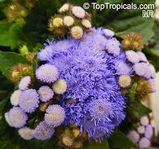 Image result for Ageratum houstonianum
