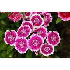 Attēlu rezultāti vaicājumam “Dianthus arenarius bud”