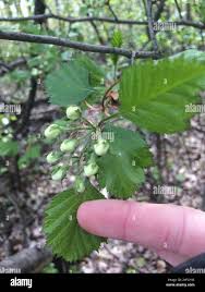 Attēlu rezultāti vaicājumam “Crataegus submollis”