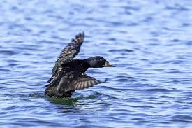 Attēlu rezultāti vaicājumam “Melanitta nigra male”