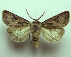 Attēlu rezultāti vaicājumam “Agrotis vestigialis”