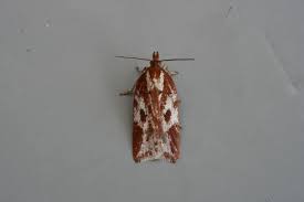 Attēlu rezultāti vaicājumam “Acleris bergmanniana”