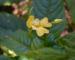 Attēlu rezultāti vaicājumam “Impatiens parviflora”