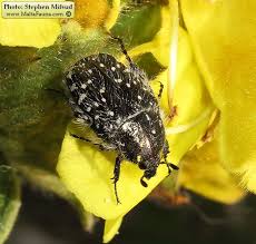 Attēlu rezultāti vaicājumam “Oxythyrea funesta imago”