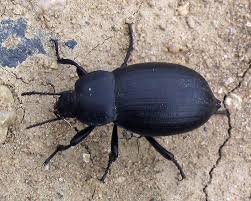 Attēlu rezultāti vaicājumam “Blaps mortisaga”