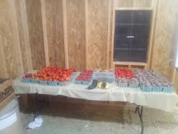 Afbeeldingsresultaat voor cabin tomato