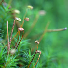 Attēlu rezultāti vaicājumam “Polytrichum formosum”