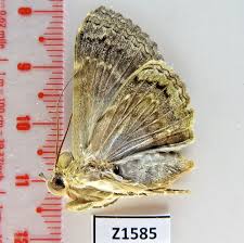 Attēlu rezultāti vaicājumam “Noctuidae”