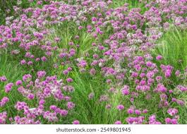 Attēlu rezultāti vaicājumam “Trifolium alpestre”