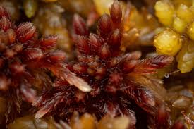 Attēlu rezultāti vaicājumam “Sphagnum angustifolium sporophyte”