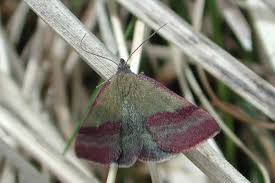 Attēlu rezultāti vaicājumam “Phytometra viridaria”