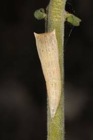 Attēlu rezultāti vaicājumam “Cyclophora pendularia”