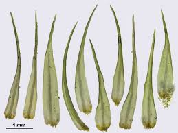 Attēlu rezultāti vaicājumam “Dicranum flagellare”