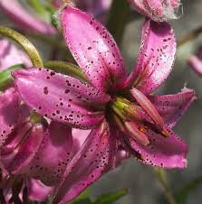 Image result for Lilium martagon `Chameleon`