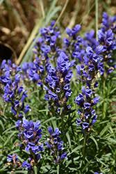 Attēlu rezultāti vaicājumam “Dracocephalum ruyschiana leaf”