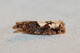 Attēlu rezultāti vaicājumam “Epinotia trigonella”