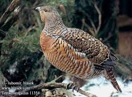 Attēlu rezultāti vaicājumam “Tetrao urogallus”