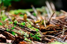 Attēlu rezultāti vaicājumam “Buxbaumia viridis”