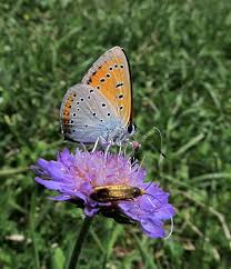 Attēlu rezultāti vaicājumam “Lycaena dispar male”