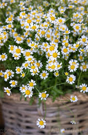 Attēlu rezultāti vaicājumam “Matricaria chamomilla flower”