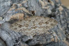 Attēlu rezultāti vaicājumam “Ectropis crepuscularia”