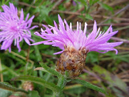 Attēlu rezultāti vaicājumam “Centaurea jacea leaf”