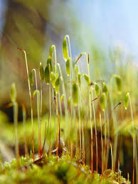 Attēlu rezultāti vaicājumam “Pohlia nutans sporophyte”