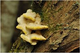 Attēlu rezultāti vaicājumam “Antrodiella serpula”