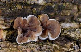 Attēlu rezultāti vaicājumam “Auricularia mesenterica”