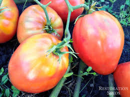 Afbeeldingsresultaat voor CDB tomato