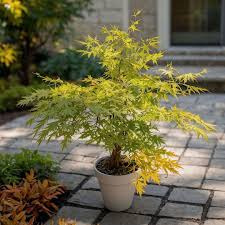 Image result for Acer palmatum `Orange Dream`