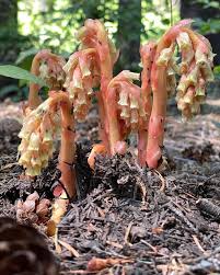 Attēlu rezultāti vaicājumam “Monotropa hypopitys”