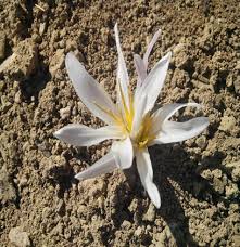 Attēlu rezultāti vaicājumam “Colchicaceae”