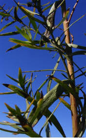 Image result for Artemisia dracunculus